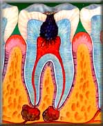 Tooth pulp